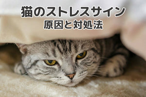 【獣医師監修】猫のストレスサイン、見逃さないで!原因と対処法