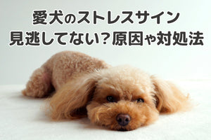 【獣医師監修】愛犬のストレスサイン、見逃していませんか?原因から対策法まで徹底解説