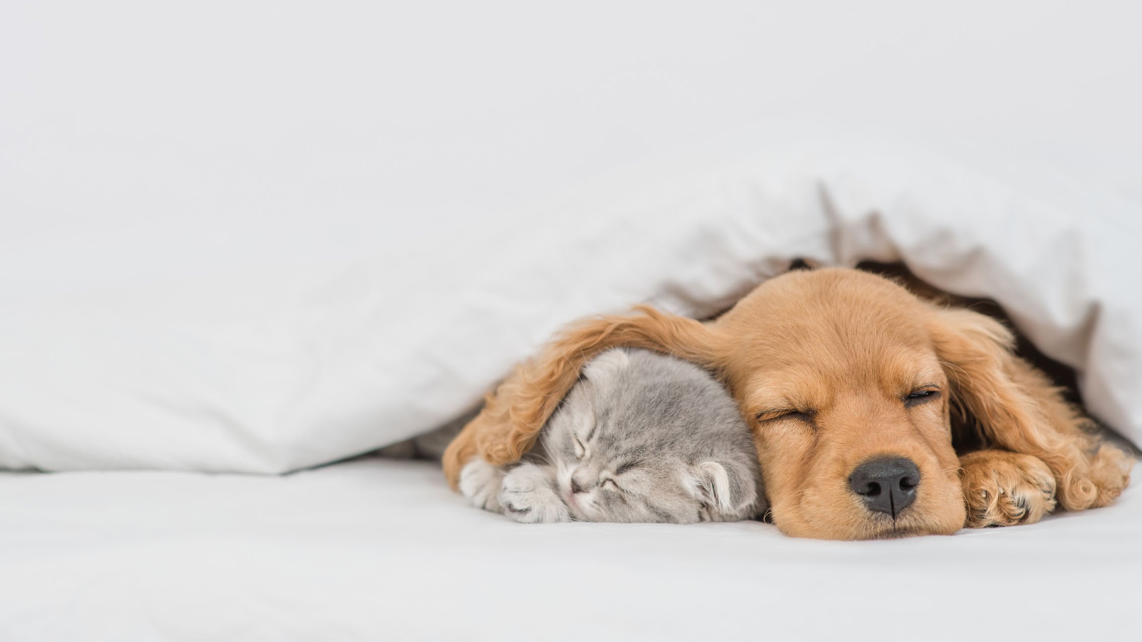 健やかに眠るペットのイメージ