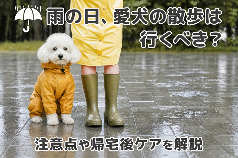【獣医師監修】犬の雨の日の散歩、行くべき？注意点・必須グッズ・帰宅後ケアガイド