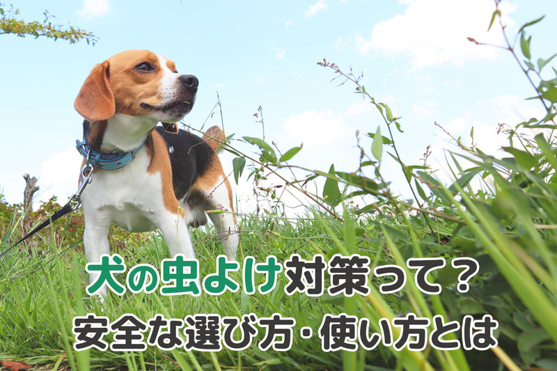 【獣医師監修】愛犬を守る虫除け対策〜舐めても安全なスプレーの選び方・使い方・季節別対策まとめ