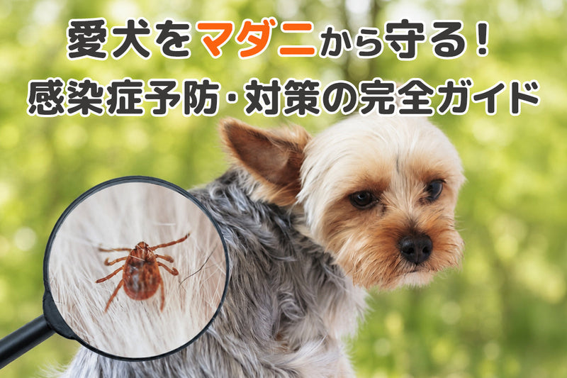 【獣医師監修】愛犬をマダニから守る完全ガイド！SFTSなどの感染症を防ぐには？