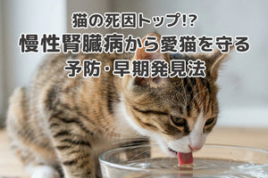 【獣医師監修】猫の死因トップ!?「慢性腎臓病」から愛猫を守るための予防・早期発見の徹底ガイド