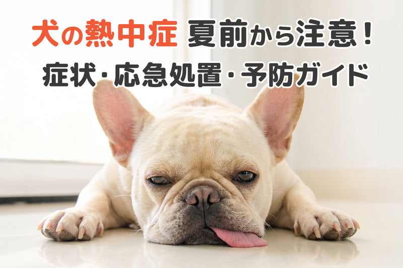【獣医師監修】夏前から注意！犬の熱中症対策〜症状の見分け方・応急処置・予防策ガイド