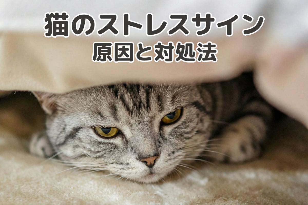 猫のストレスサイン、見逃さないで！原因と対処法