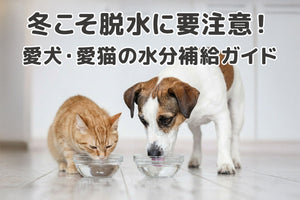 【獣医師監修】冬こそ要注意！愛犬・愛猫を「隠れ脱水」から守るための水分補給ガイド