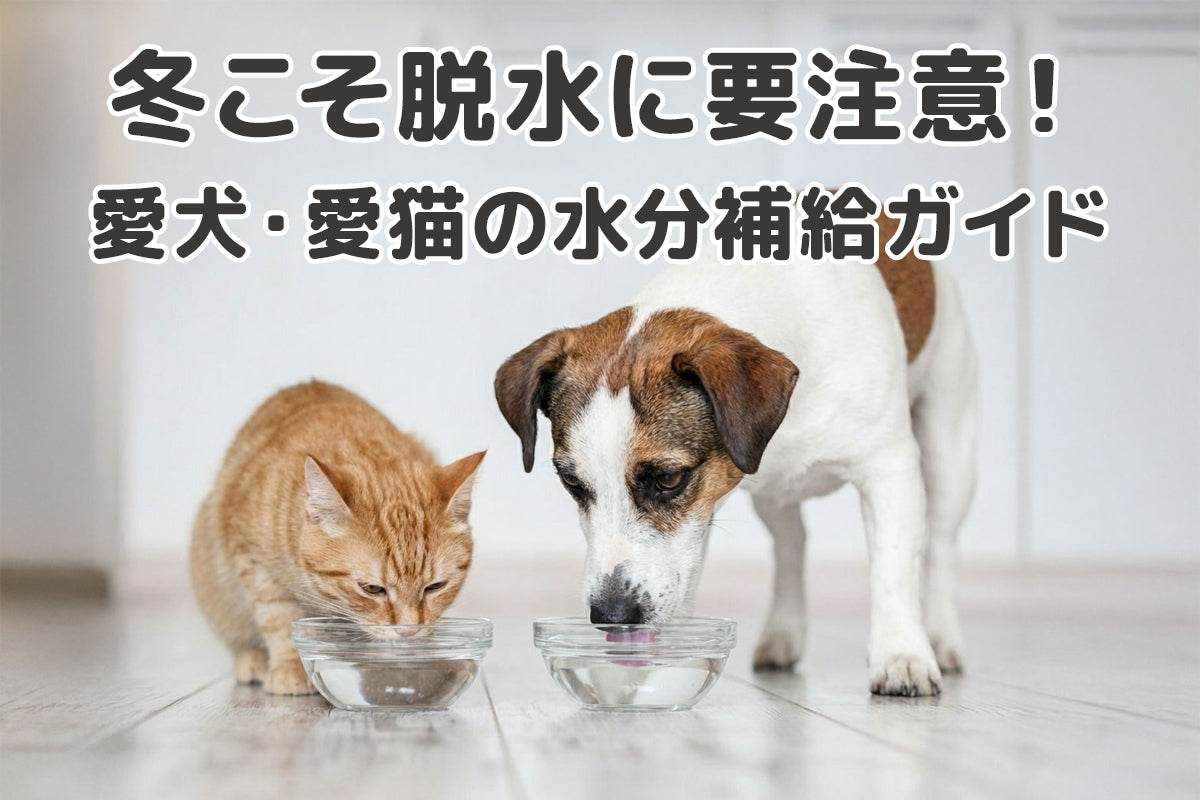 【獣医師監修】冬こそ要注意！愛犬・愛猫を「隠れ脱水」から守るための水分補給ガイド