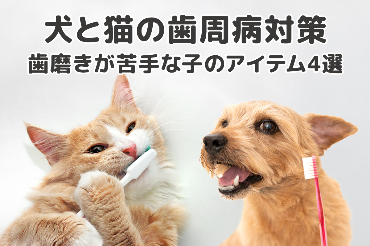 犬と猫の歯周病対策。歯磨きが難しい子でも継続できるアイテム４選