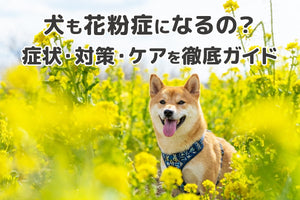 【獣医師監修】犬の花粉症対策ガイド〜症状・原因・おすすめのケア方法を解説