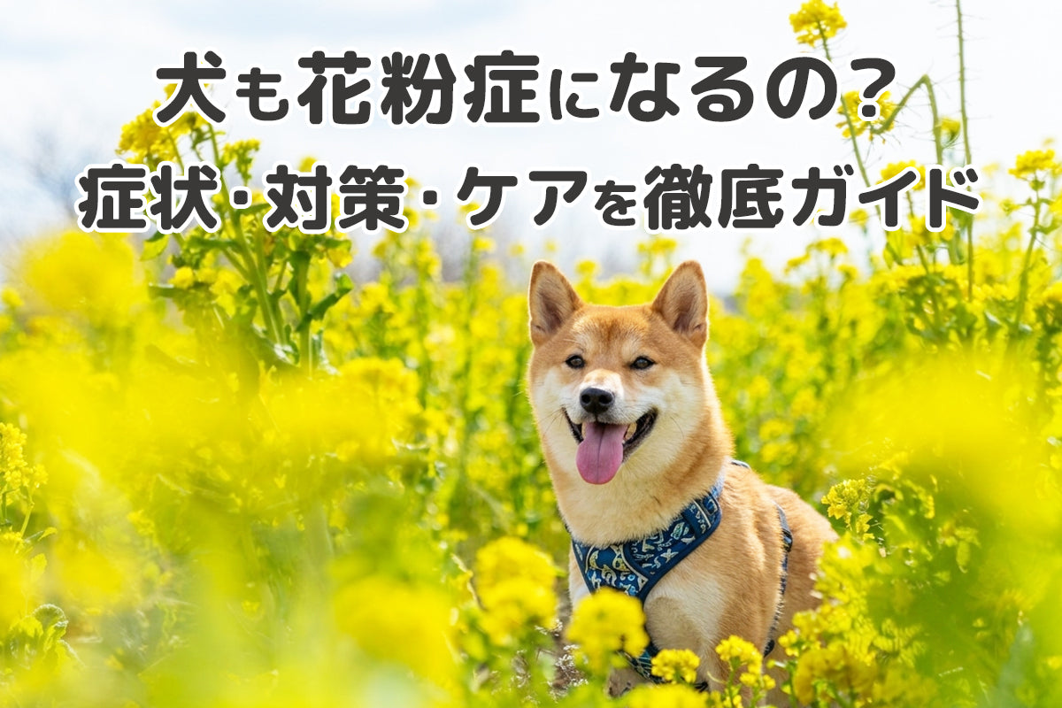 【獣医師監修】犬の花粉症対策ガイド〜症状・原因・おすすめのケア方法を解説