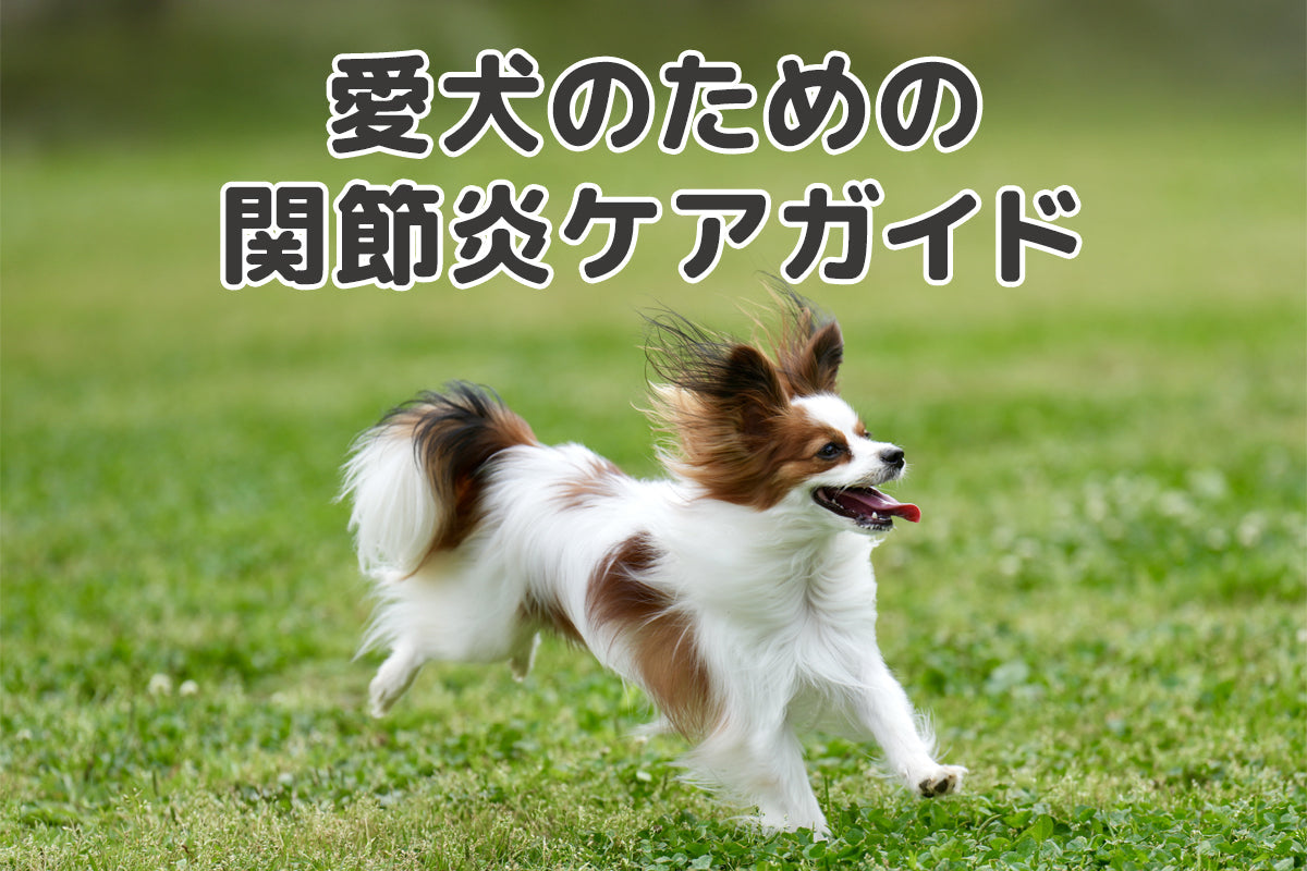 愛犬のための関節炎ケアガイド。犬の関節ケアの基礎知識