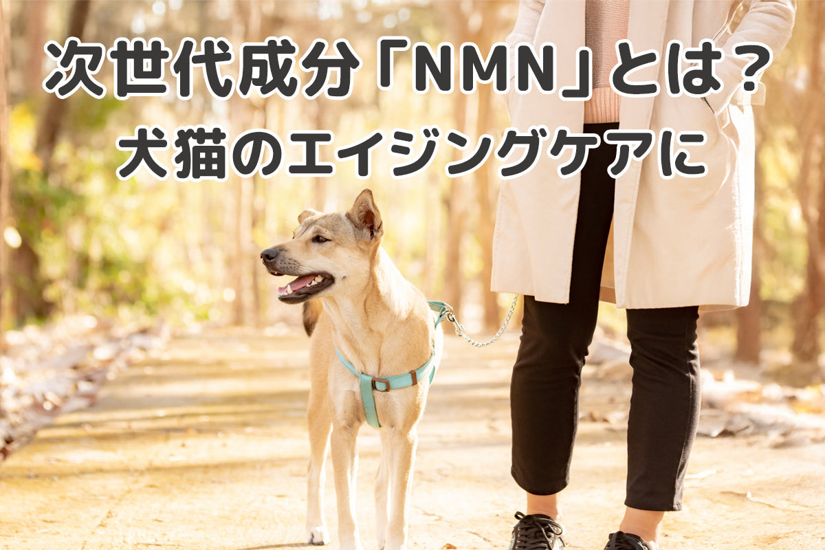 話題のエイジングケア成分「NMN」とは？シニア犬・猫の健康維持のために