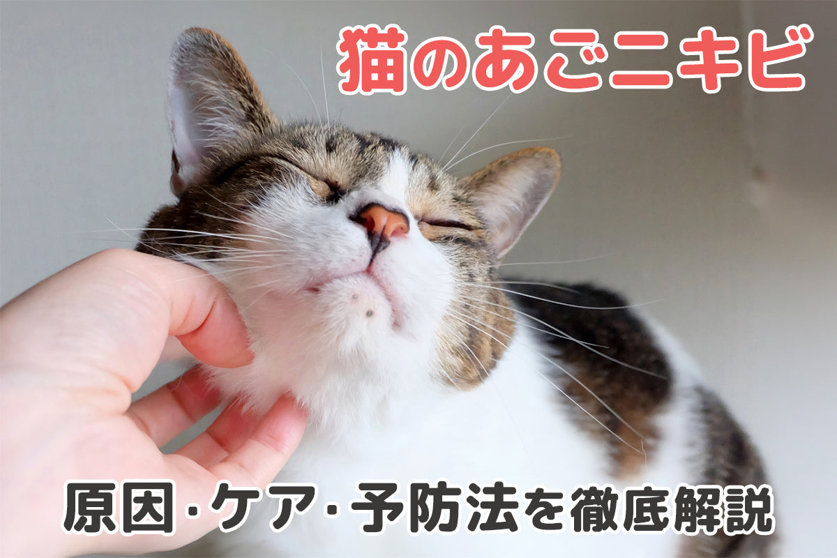 【獣医師監修】猫のあごニキビはなぜできる？原因や予防法、正しい拭き方まで徹底解説