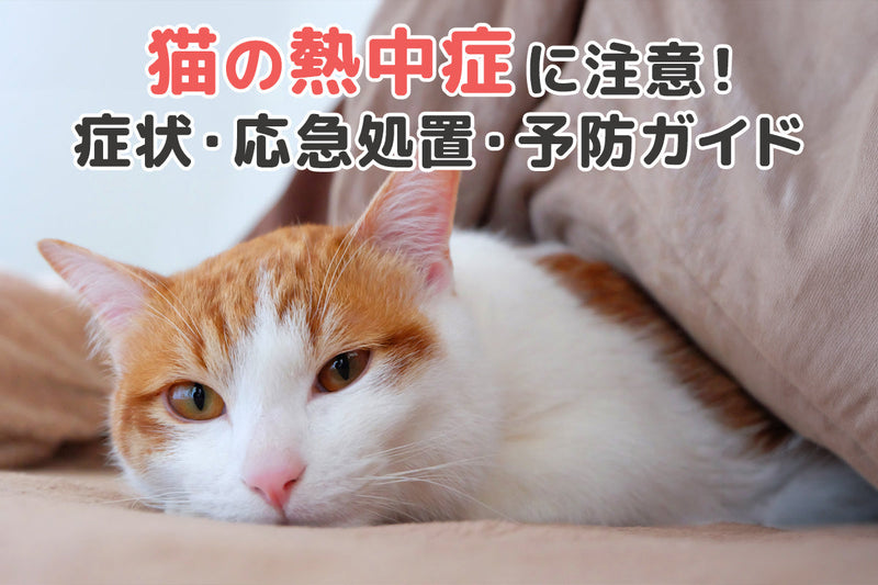 【獣医師監修】猫の熱中症は気づきづらい？症状・対策・応急処置・予防法まで徹底解説