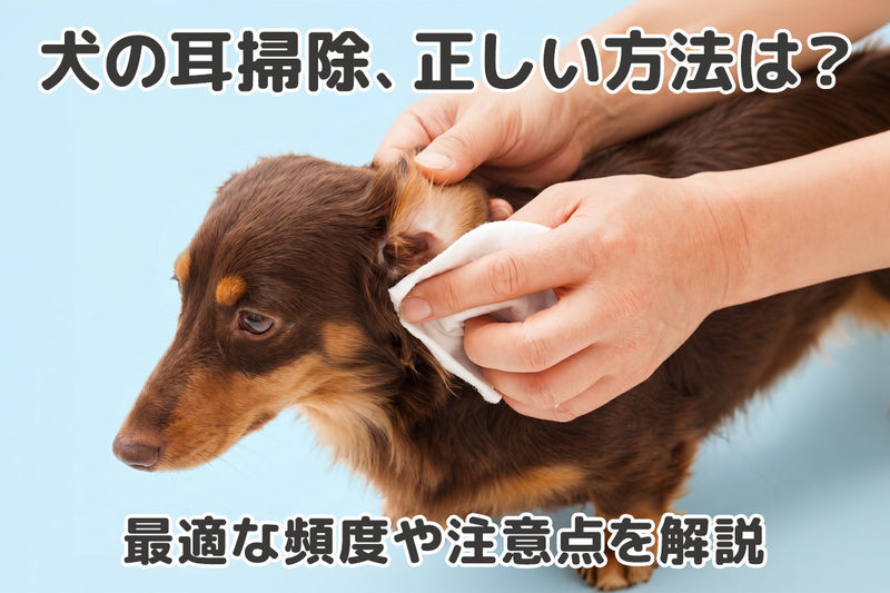【獣医師監修】犬の耳掃除は必要？正しい頻度とやり方・注意点・病気のサインまで徹底解説