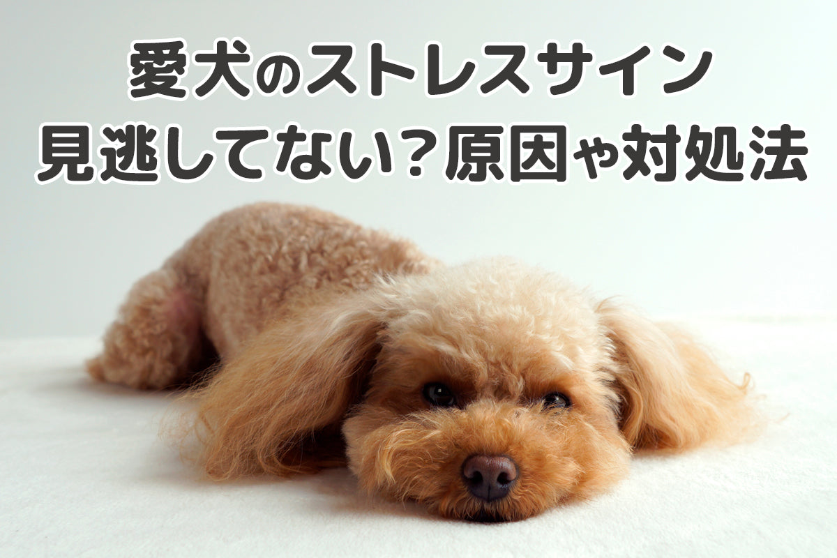 【獣医師監修】愛犬のストレスサイン、見逃していませんか？原因から対策法まで徹底解説