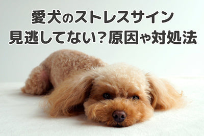 【獣医師監修】愛犬のストレスサイン、見逃していませんか？原因から対策法まで徹底解説