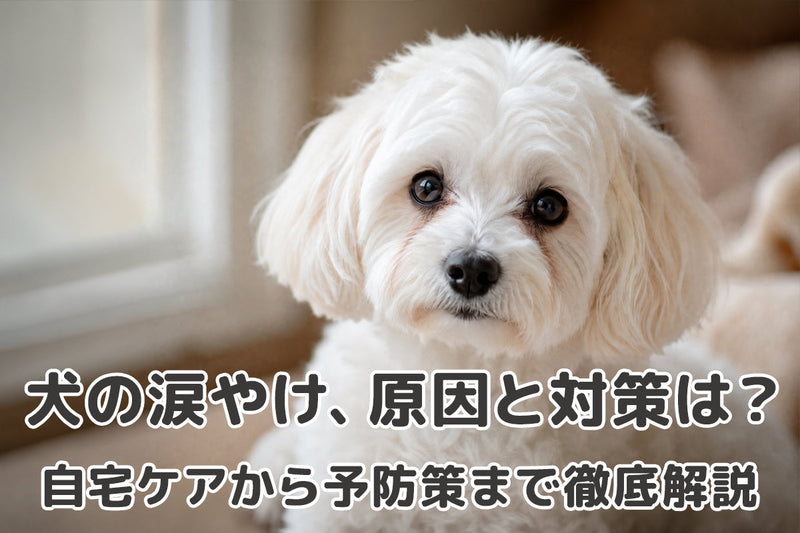 【獣医師監修】犬の涙やけ、原因と対策は？自宅ケアから病院治療、予防策まで徹底解説