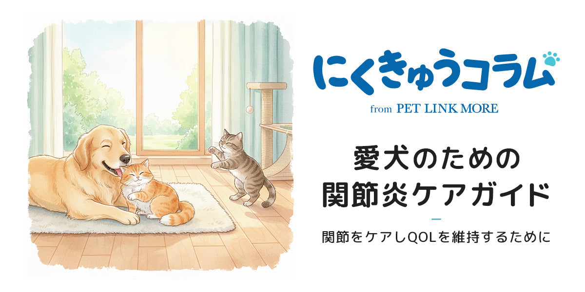 愛犬のための関節炎ケアガイド。関節をケアしQOLを維持するために