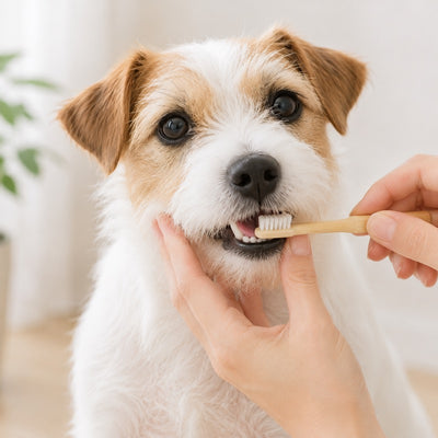 犬の口腔ケア