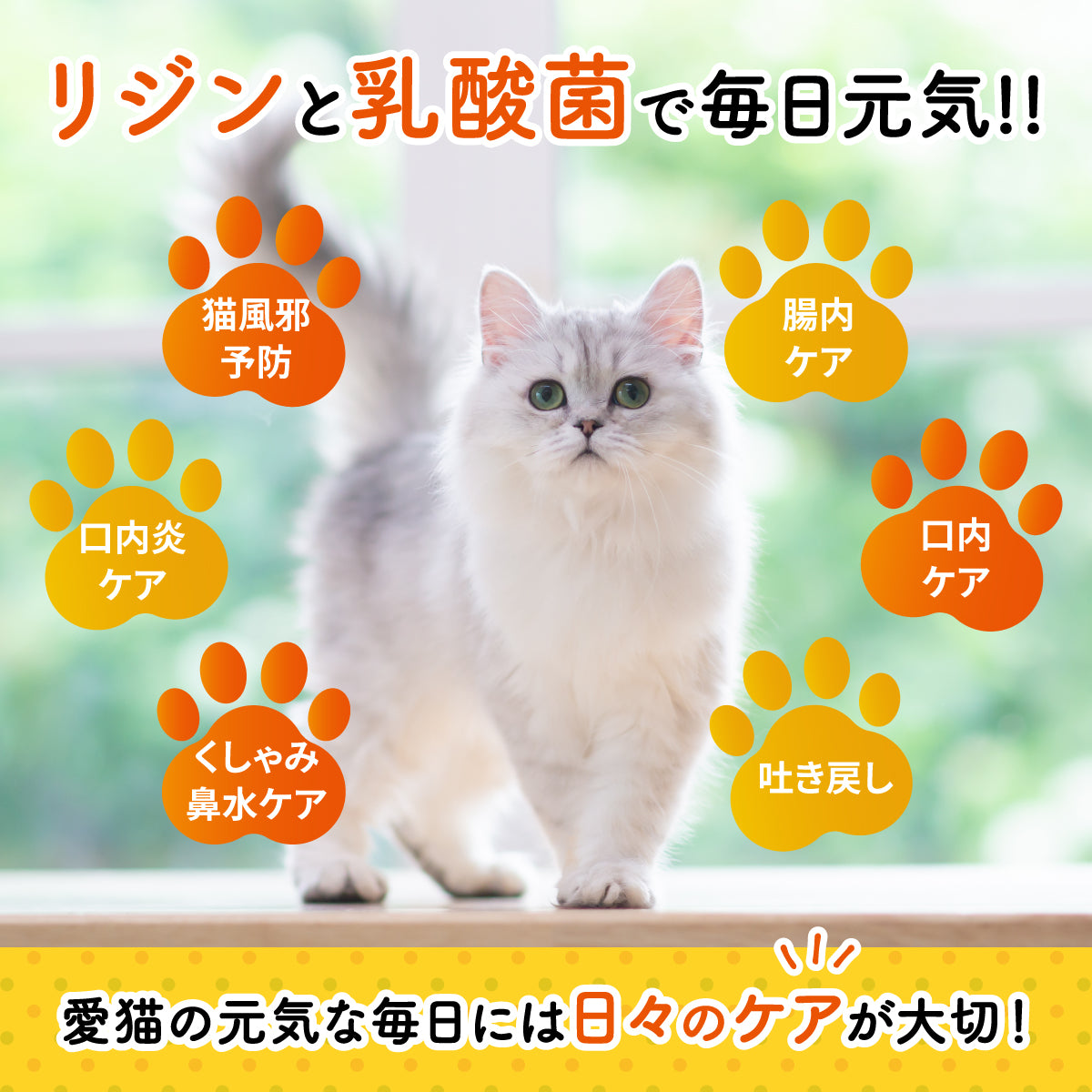 【猫用】リジン＆乳酸菌サプリメント 粉末20g
