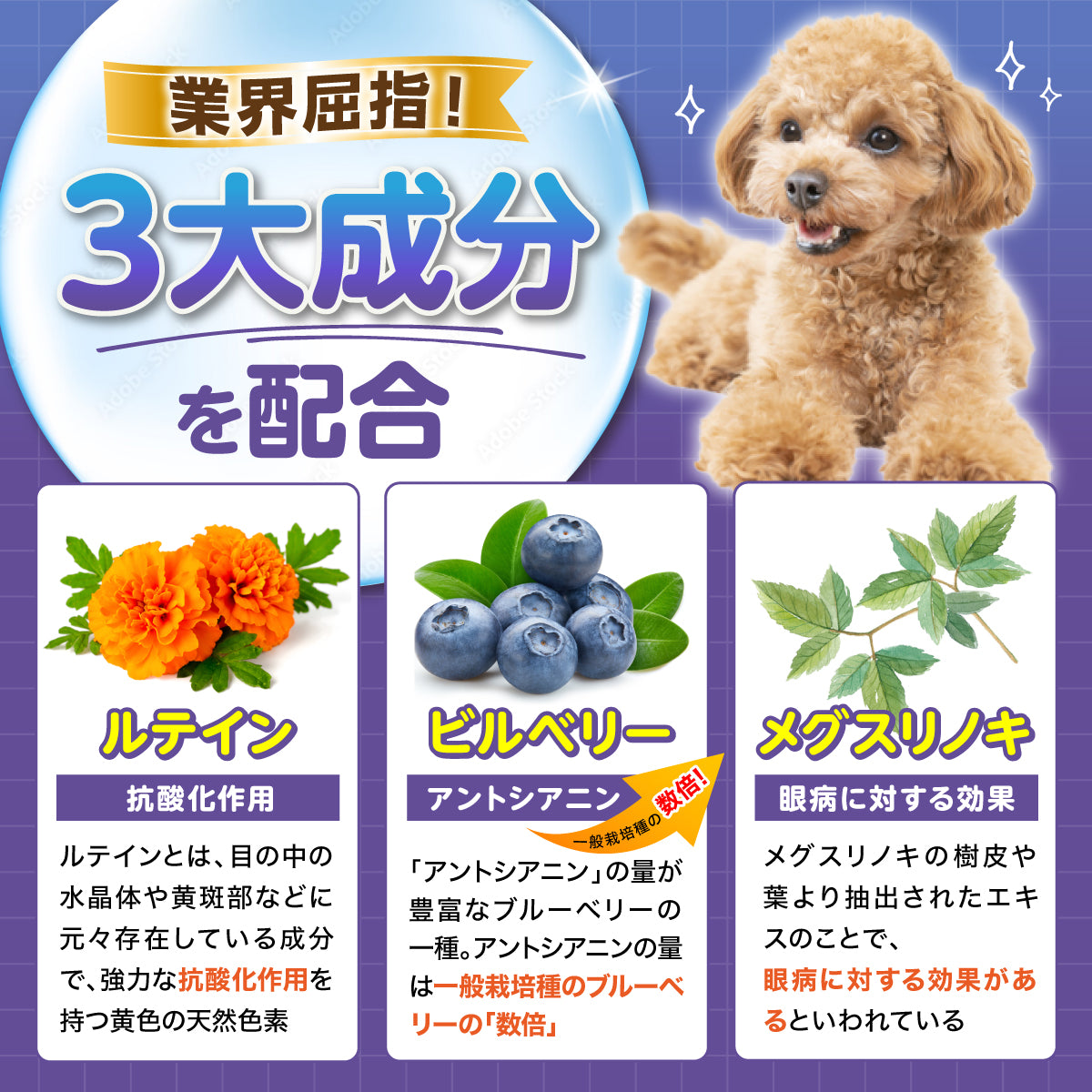 【犬用】ルテイン＆ブルーベリーサプリメント チキン味 粉末20g