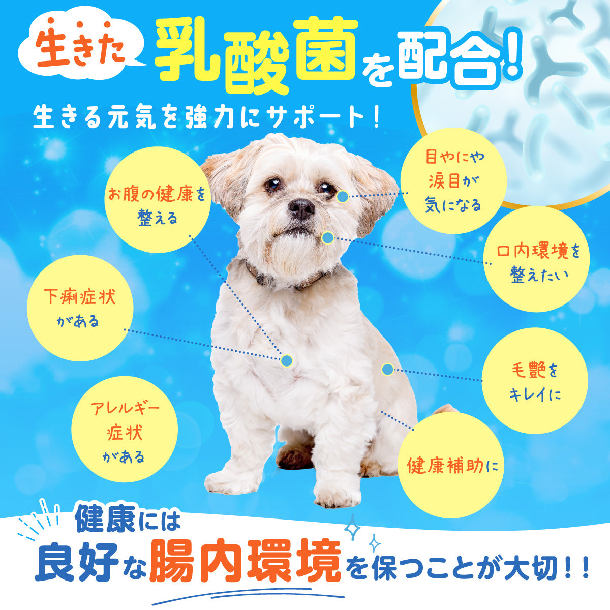 【犬用】乳酸菌＆植物酵素サプリメント チキン味 粉末20g