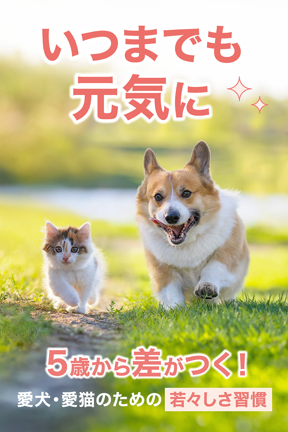 【犬・猫用】NMNサプリメント 粉末60g