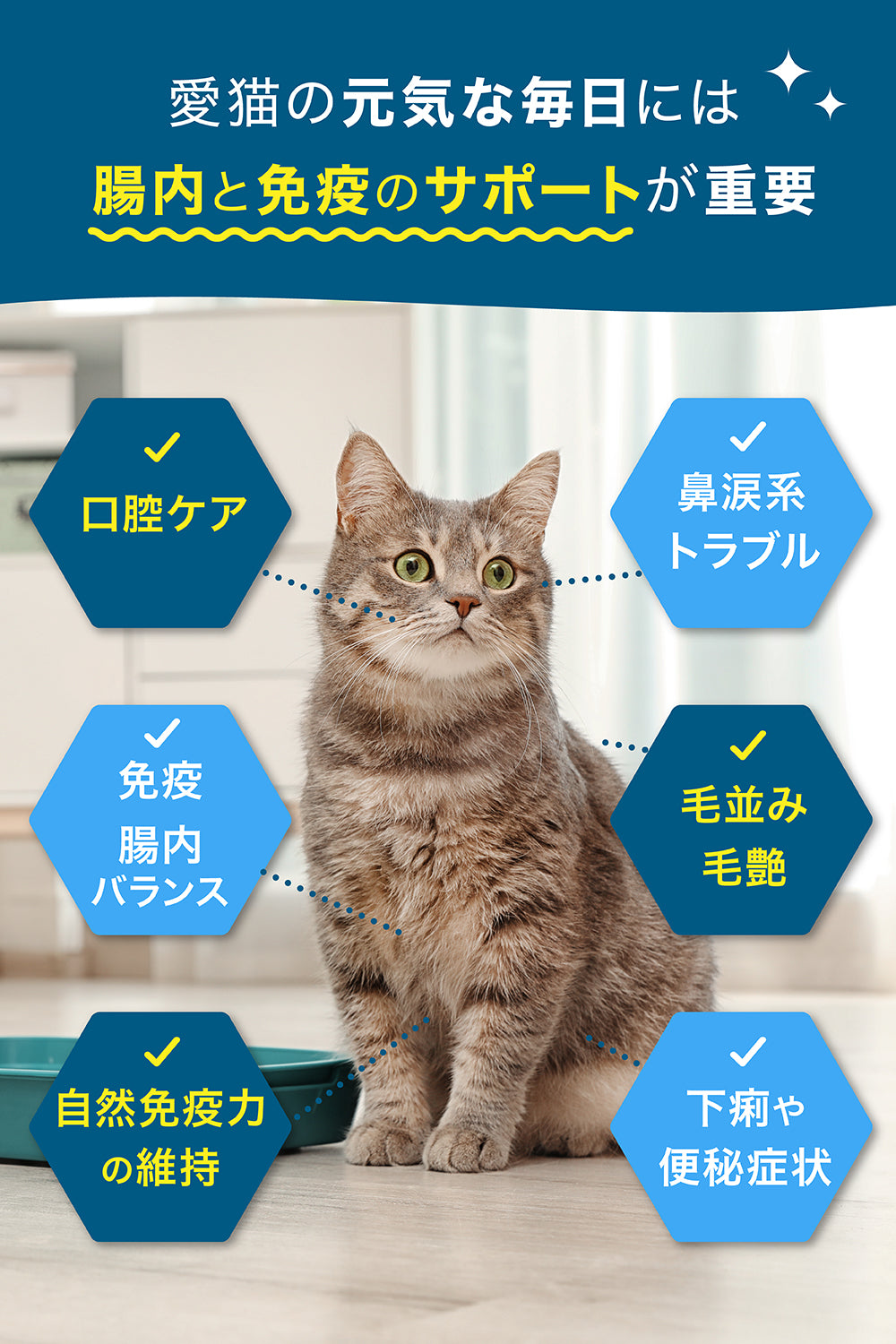 【猫用】腸内ケア×免疫ケア サプリメント 粉末40g