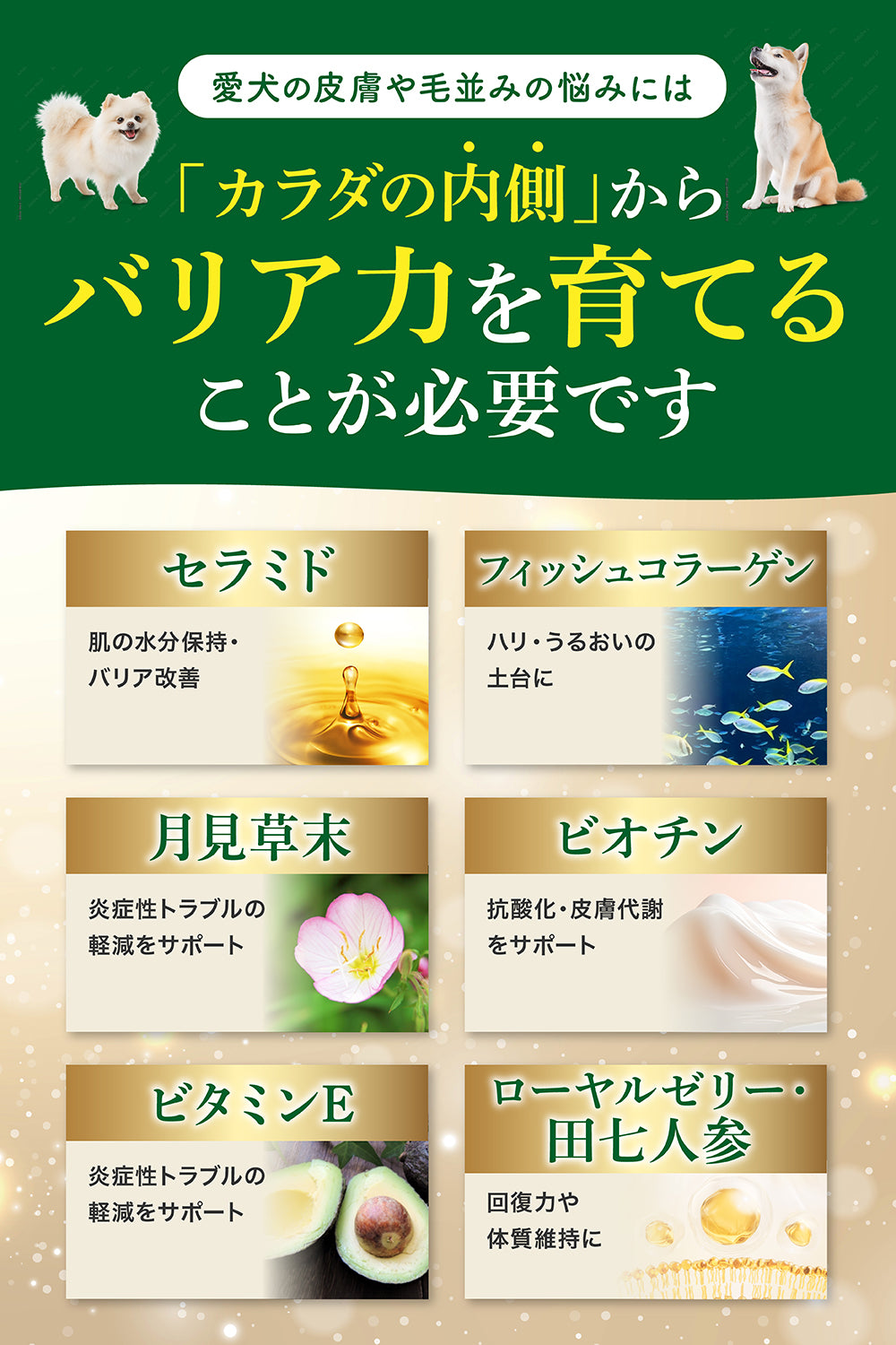 【犬用】皮膚ケア×腸内ケア サプリメント 粉末40g