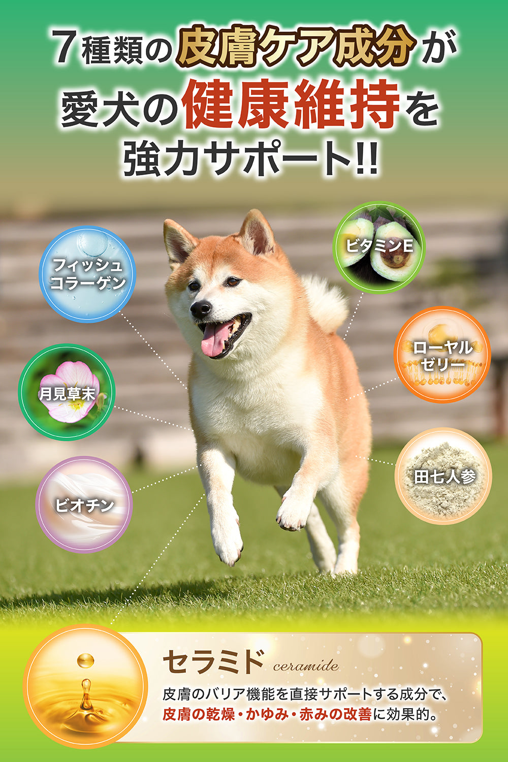 【犬用】皮膚ケア×腸内ケア サプリメント 粉末40g