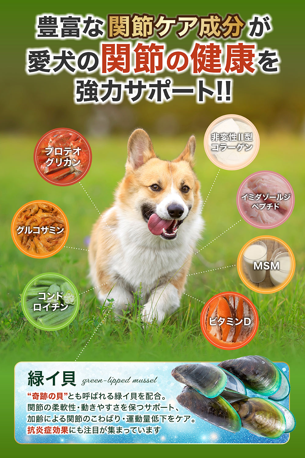 【犬用】関節ケア×腸内ケア サプリメント 粉末40g