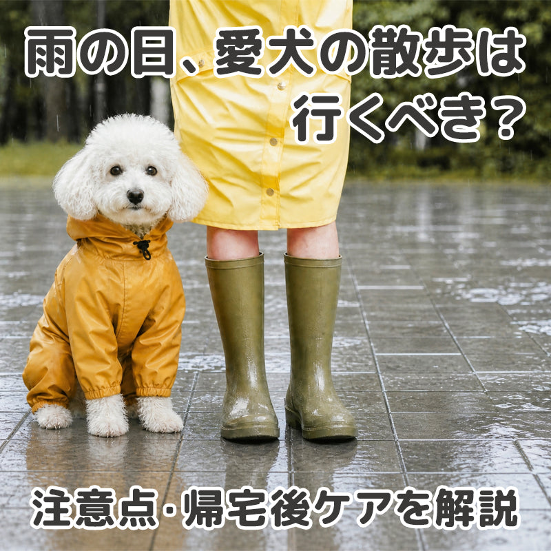 梅雨の時期、雨続きで悩むお散歩･･･雨の日の散歩の注意点や、帰宅後のケアを徹底ガイド！梅雨ならではの肉球トラブルからわんちゃんを守りましょう！