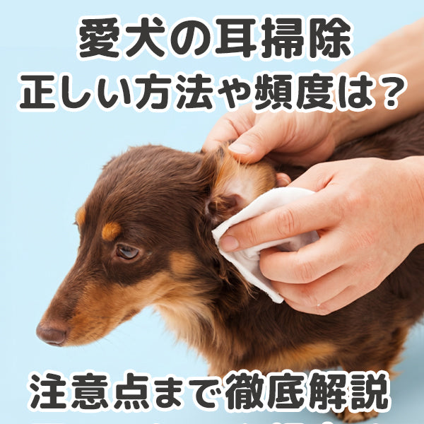 梅雨〜夏は、愛犬の耳の中が蒸れやすくトラブルが増えがち。愛犬のお耳掃除、正しい方法や頻度は知っていますか？このコラムを参考に、耳掃除のやりすぎやNG行動を防ぎましょう。