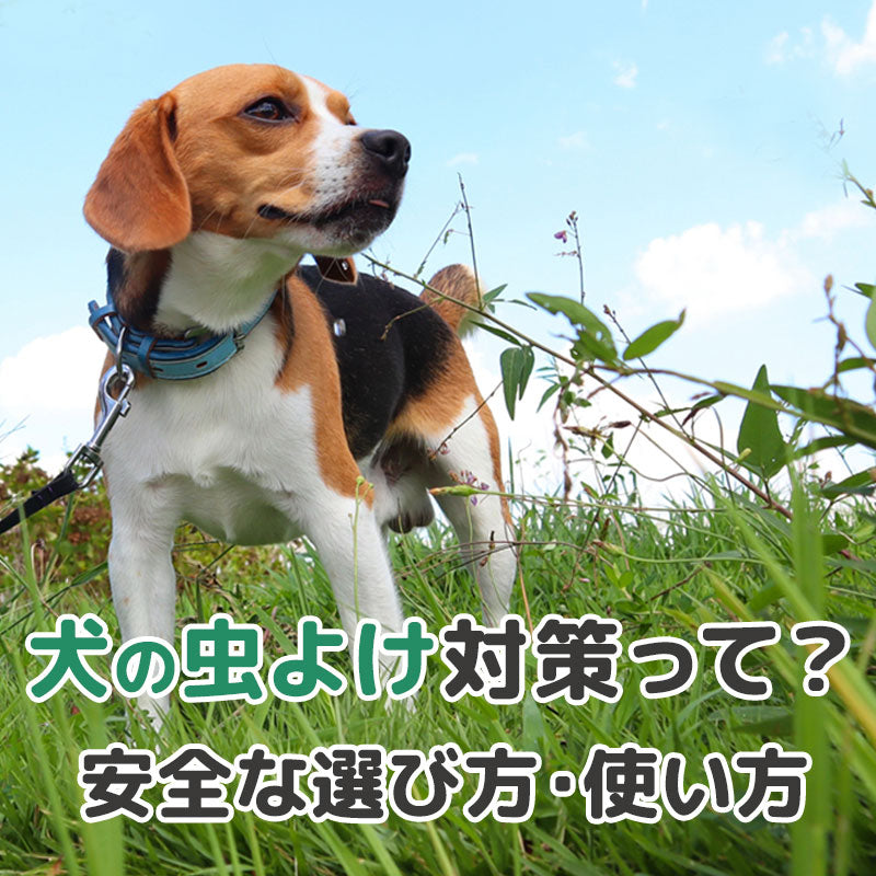 マダニや蚊が急増するこの時期、要注意！病院の駆除薬は「刺されてから」の効果がメイン。お散歩前に「虫を寄せつけない」虫よけスプレーで愛犬を守りましょう。