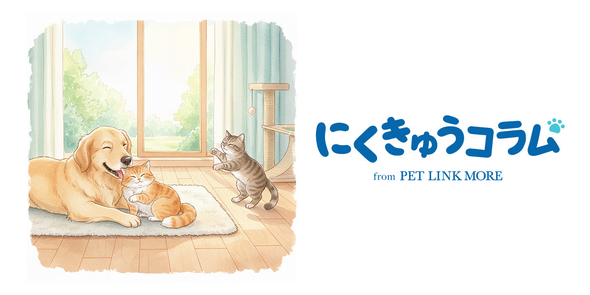 にくきゅうコラム