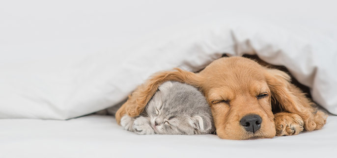 PET LINK MOREのMVイメージ